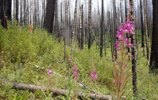 Early seral forest regenerating in a high severity patch of the Timbered Rock fire in the Umpqua National Forest (2018). Photo Credit: Graham Frank