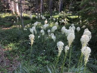 Beargrass grows in a forest opening on the Willamette National Forest. Photo Credit: Skye Greenler