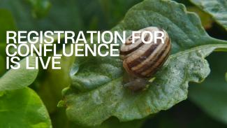 Photo of snail on a leaf with registration info text