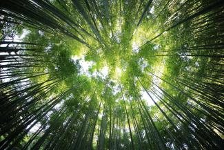 Canopy of trees