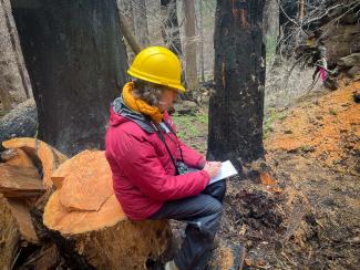 A person recording data during forestry field work